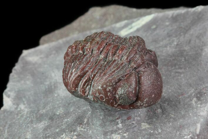 Enrolled Red Barrandeops Trilobite - Hmar Laghdad, Morocco #71623